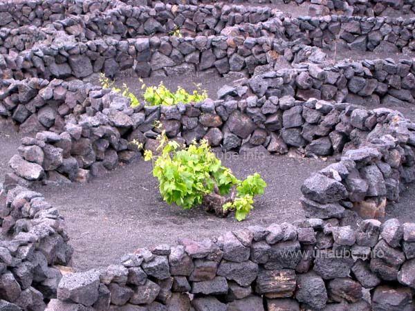 A single vine protected by it sown little bay
