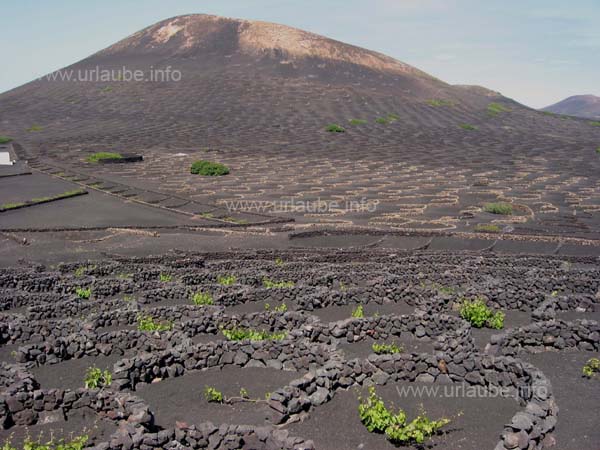 A vineyard in La Geria with countless grapevines is widely extended up the hill