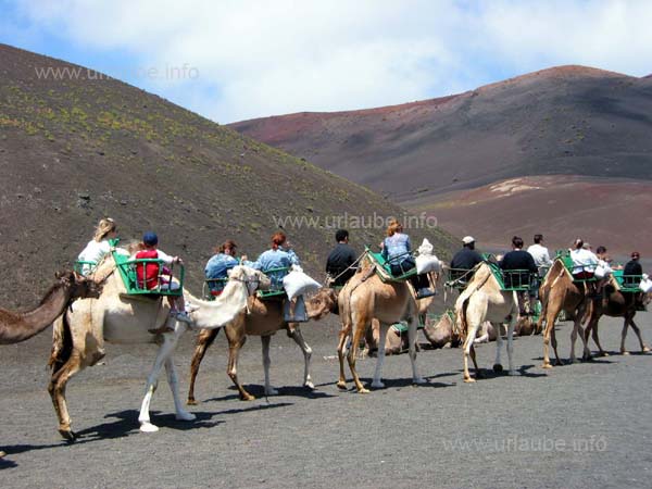 With the camels through the National Park Timanfaya