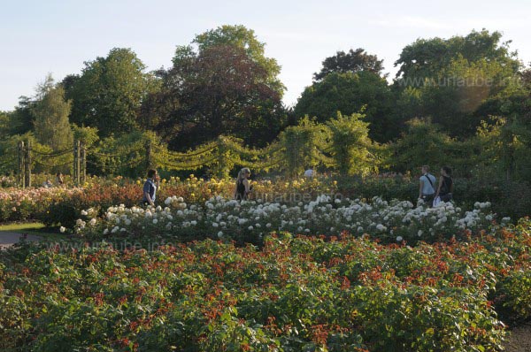 Queen Mary's Gardens