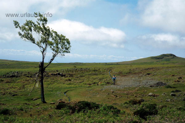 On the elevated plain Paul da Serra; way back from Pico Ruivo do Paul alongside the little Levada