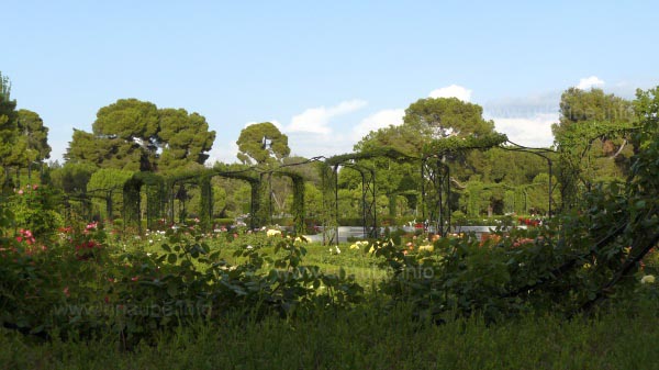 The rose garden from outside