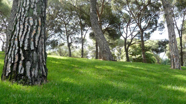 Interesting perspectives are offered by the different levels of the lawns