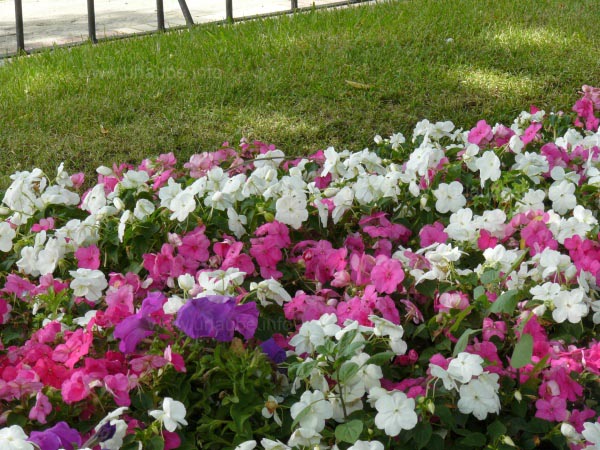 The heat does not only knacker the people but also some flowers