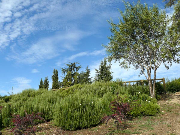 Typical vegetation of the Casa de Campo 