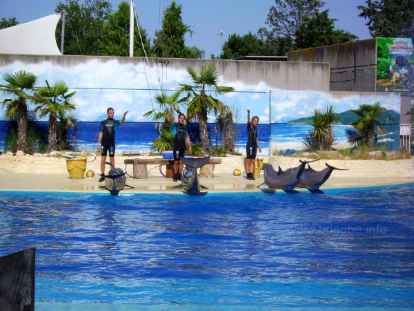 A Delphin Show