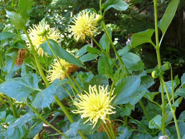 Also well known plants are visible in the botanical garden
