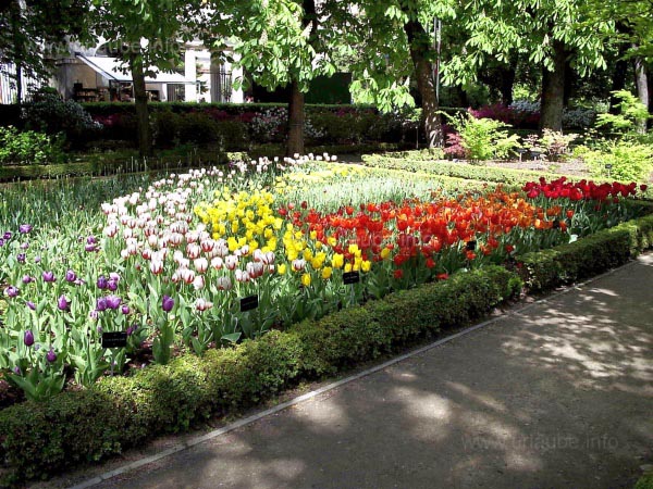 Also well known plants are visible in the botanical garden