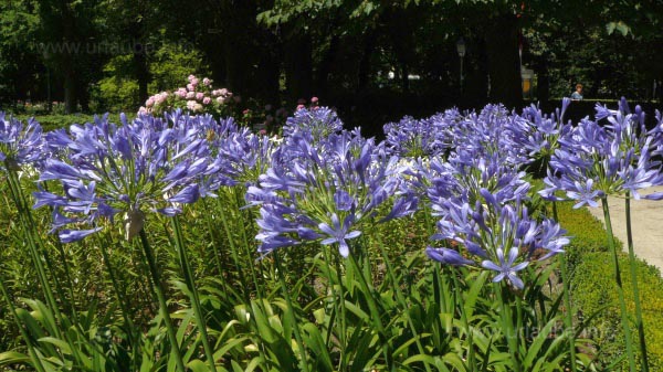 Also well known plants are visible in the botanical garden