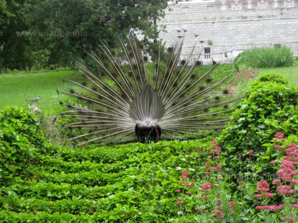 Precious beauties: the loose peacocks