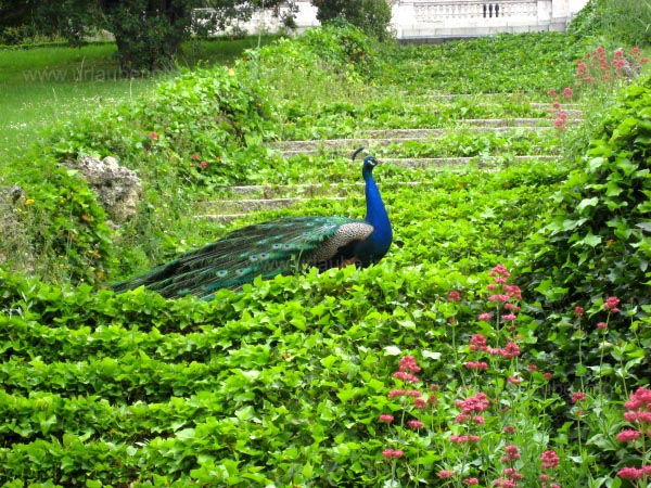 Precious beauties: the loose peacocks