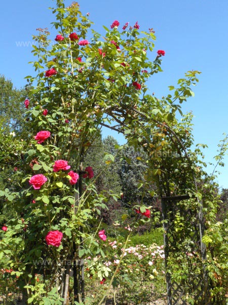 A small rose garden