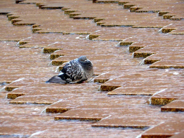 Even the animal Madrileneans search for a cooling-off