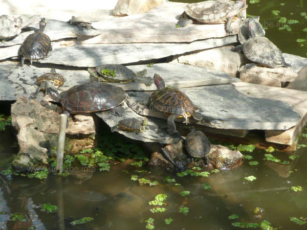Countless turtles in the lake of the station hall 