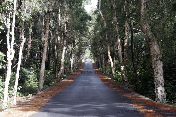 Drive through the Papyrus-forest to the Alexandria-waterfalls