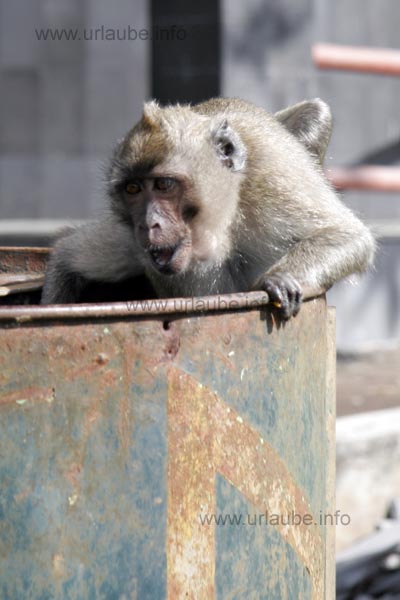 Monkey see monkey do at the observation deck