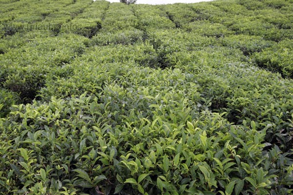 Tea-bushes in Bois Cheri