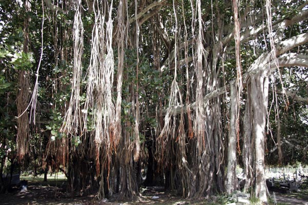The inner area of a big Banyan-tree at the Cap Malheureux
