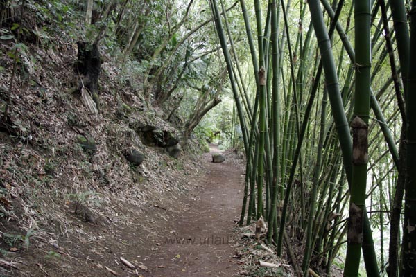 Trail through the rain forest. At the right, some huge bamboo trunks