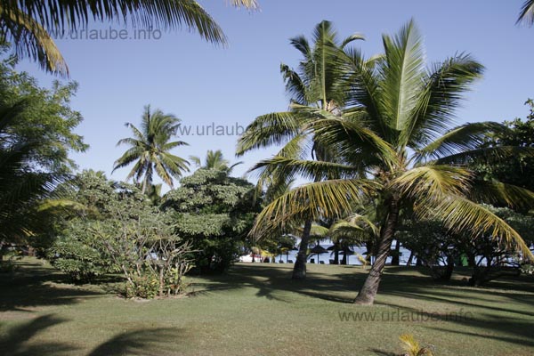 Wonderful and gorgeous palms are standing in the hotel complex.