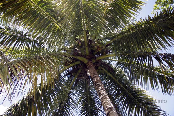 One of the many coconut palms in the hotel complex; every morning, the gardeners collect the fallen coconuts.