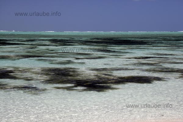 In the crystal clear water one can clearly see the sea plants.