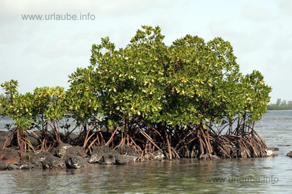 Mangroves cover a major part of the island shore.