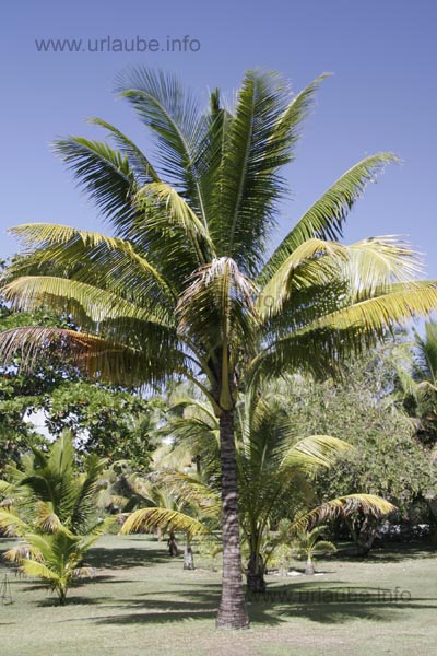 A gorgeous palm under the blue sky