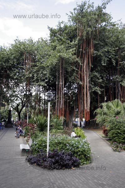 Under the huge Banyan-trees we find some pleasant shade amidst Port Louis