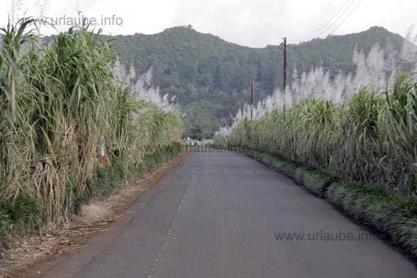 Trip through the blooming sugar cane fields