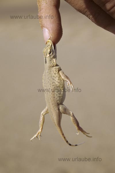 Sand diving lizard