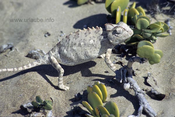 Desert chameleon