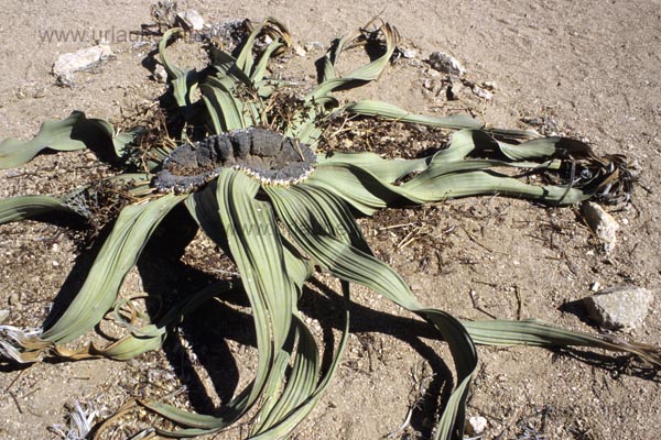 Welwitschia mirabilis