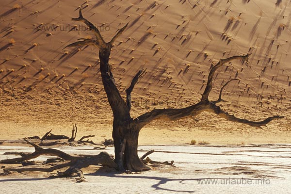 Dead tree at the Death Vlei