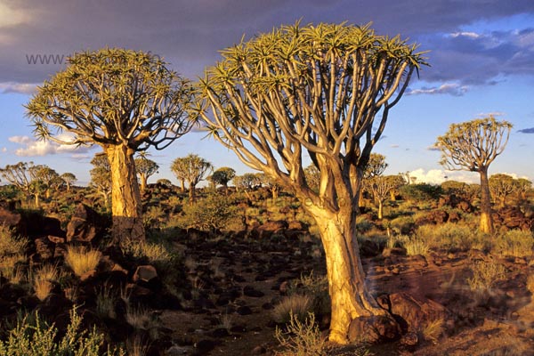 Quiver tree forest