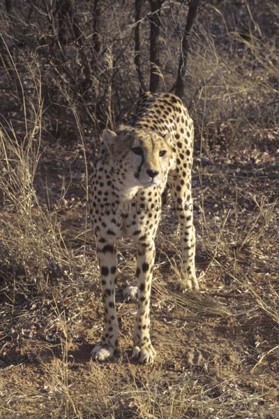 Cheetah