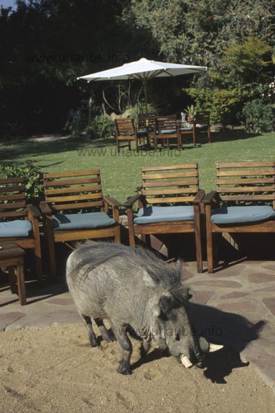 The mascot, a warthog