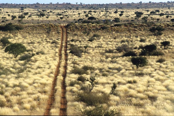Kalahari landscape