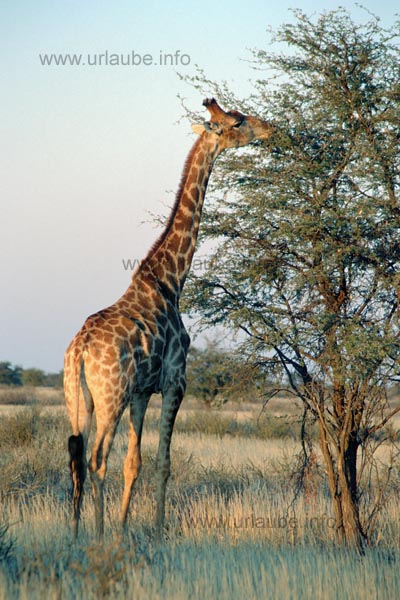 Giraffe in the Kalahari