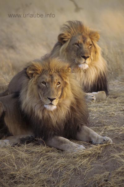 Lions