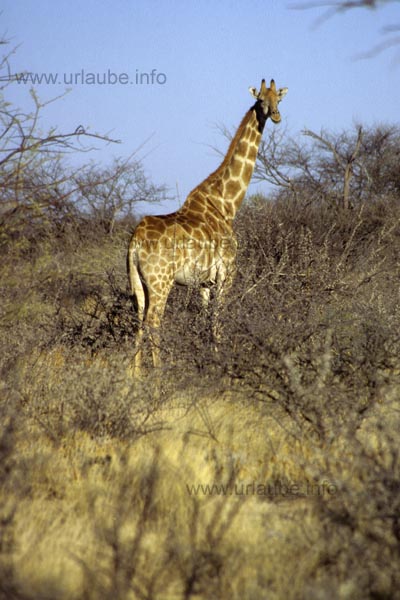 Giraffe