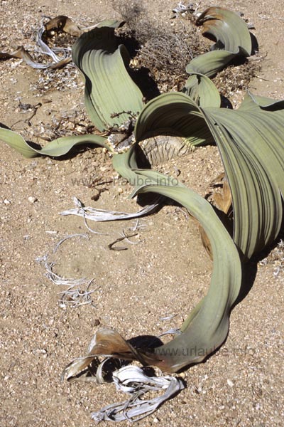 Welwitschia mirabilis
