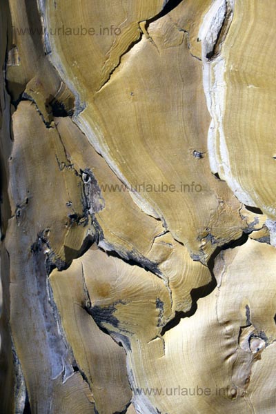 Rind of the quiver tree