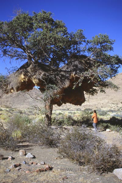 Camel thorn tree
