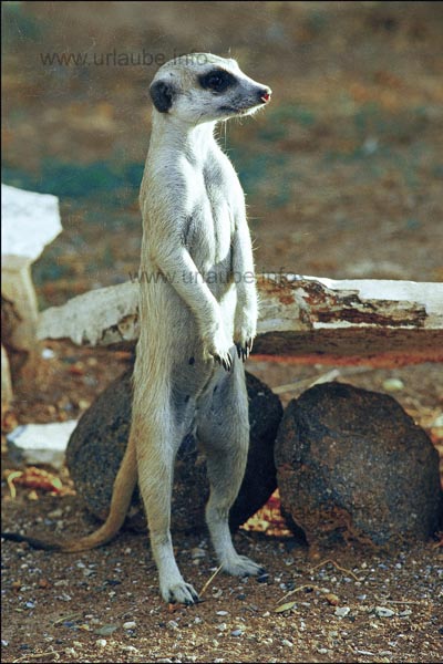 Suricate