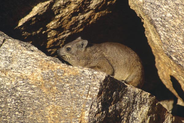 Dassie