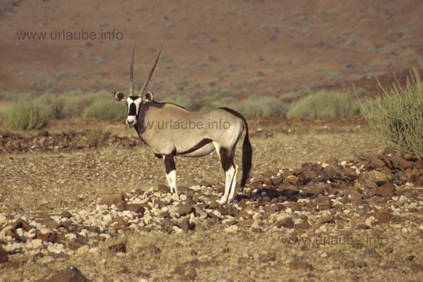 Oryx antilope