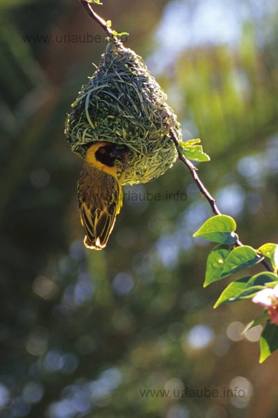 Masked weaver