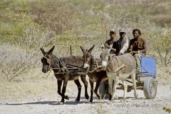 Damara with a donkey cart