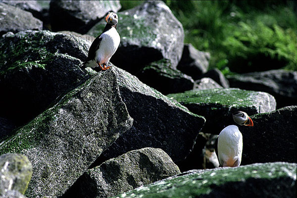 Puffins. With more than 50.000 breeding pairs, they form the biggest population group of the bird island Runde